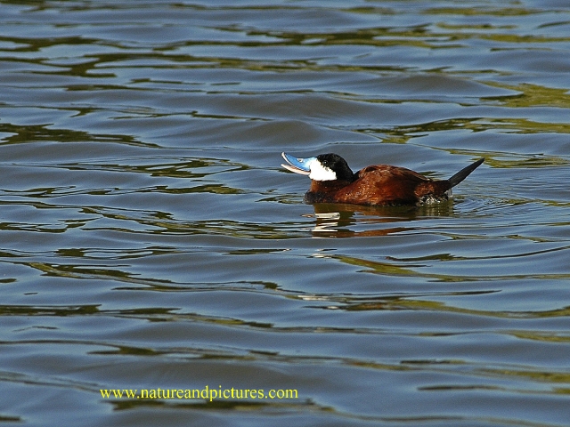 ruddy duck, ruddy ducks, ducks-5.jpg - RUDDY DUCK - RADIPOLE - WEYMOUTH, DORSET - 24/5/07